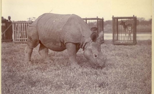 rhino gift